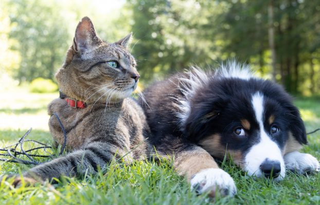 Soluciones para localizar medicamentos veterinarios