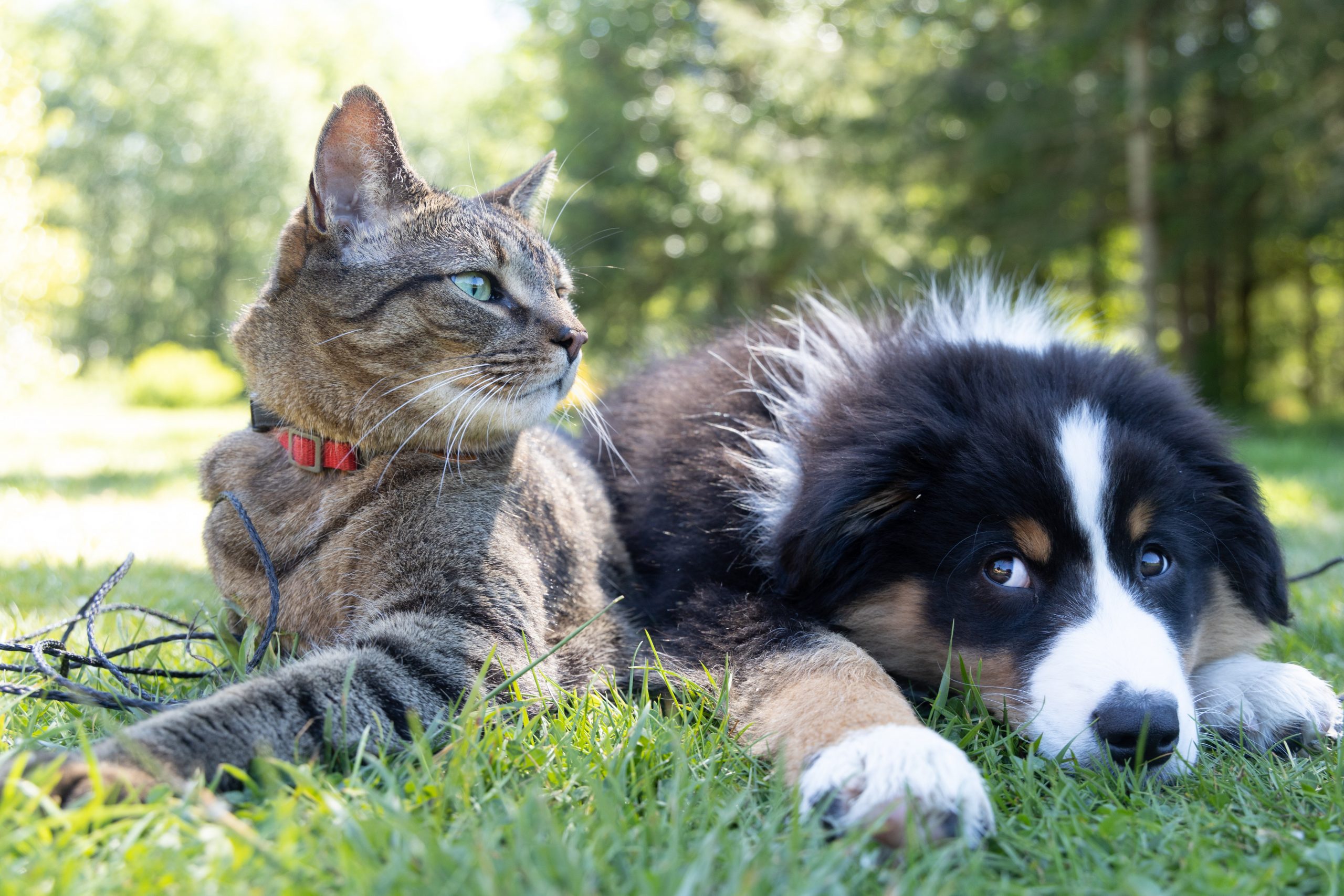 Soluciones para localizar medicamentos veterinarios