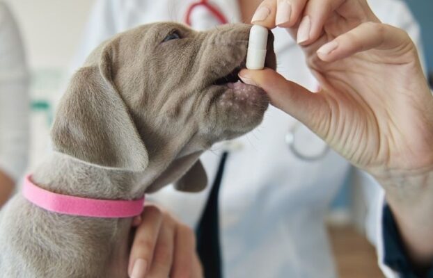Guía para farmacéuticos de prescripción veterinaria