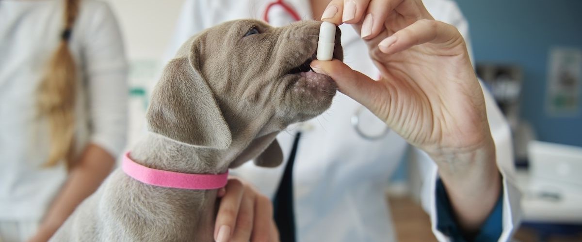 Guía para farmacéuticos de prescripción veterinaria